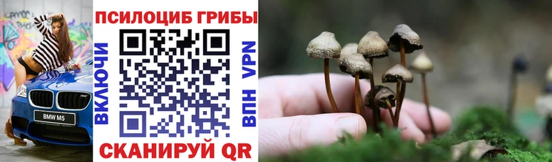 купить   Пугачёв  Псилоцибиновые грибы мицелий 